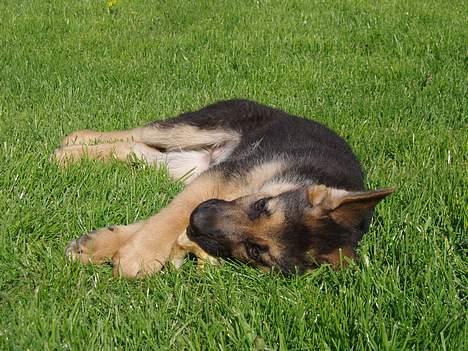 Schæferhund Samie - Samie som hvalp .. maj 2005 billede 8