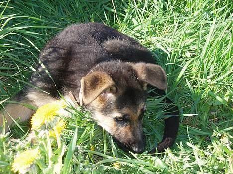 Schæferhund Samie - samie .. maj 2005 billede 9