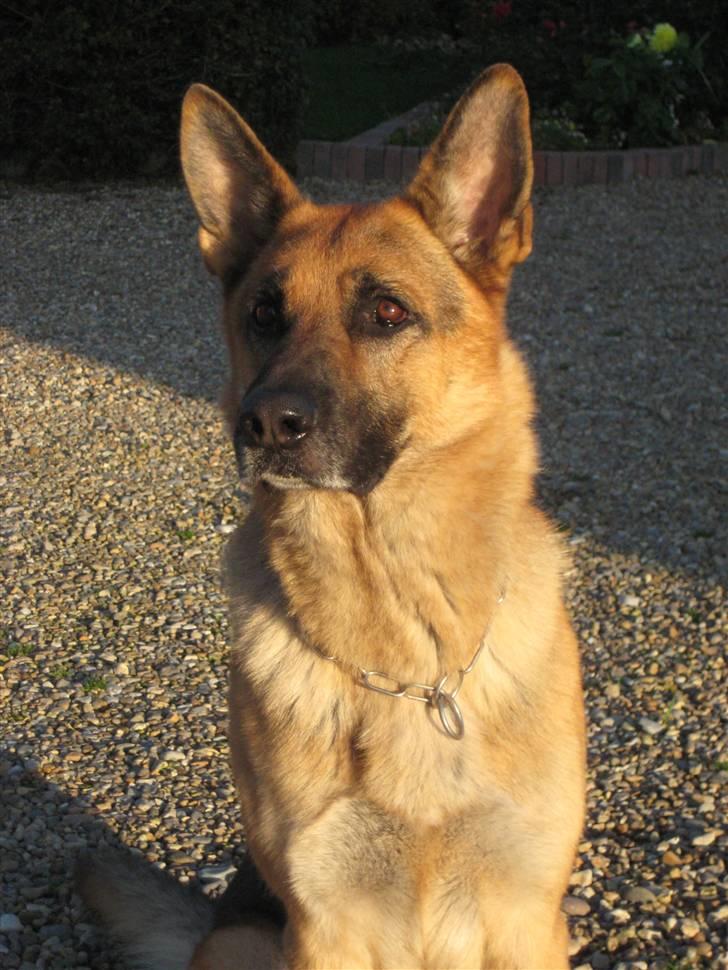 Schæferhund Samie - Samie, 14. oktober 2008 billede 10