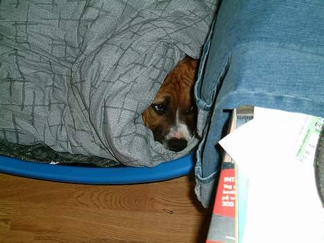 Amerikansk staffordshire terrier Arex billede 14