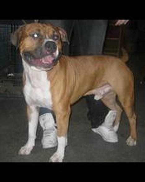 Amerikansk staffordshire terrier Arex - til udstilling i odense 18/2-07 billede 15
