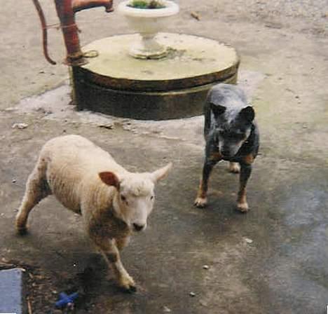 Australsk cattledog Dinky - Gad vide hvad det er for hund... ????? billede 10