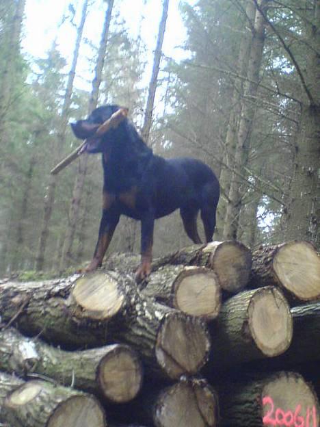 Rottweiler Pin Ball Black Devil RIP - Højt til tops! billede 20