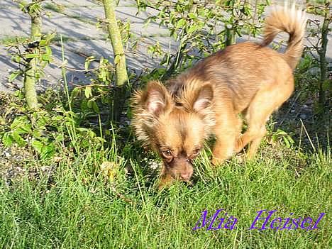 Chihuahua Jessie - Ude og spore lidt.. (eller?)  ;) billede 8