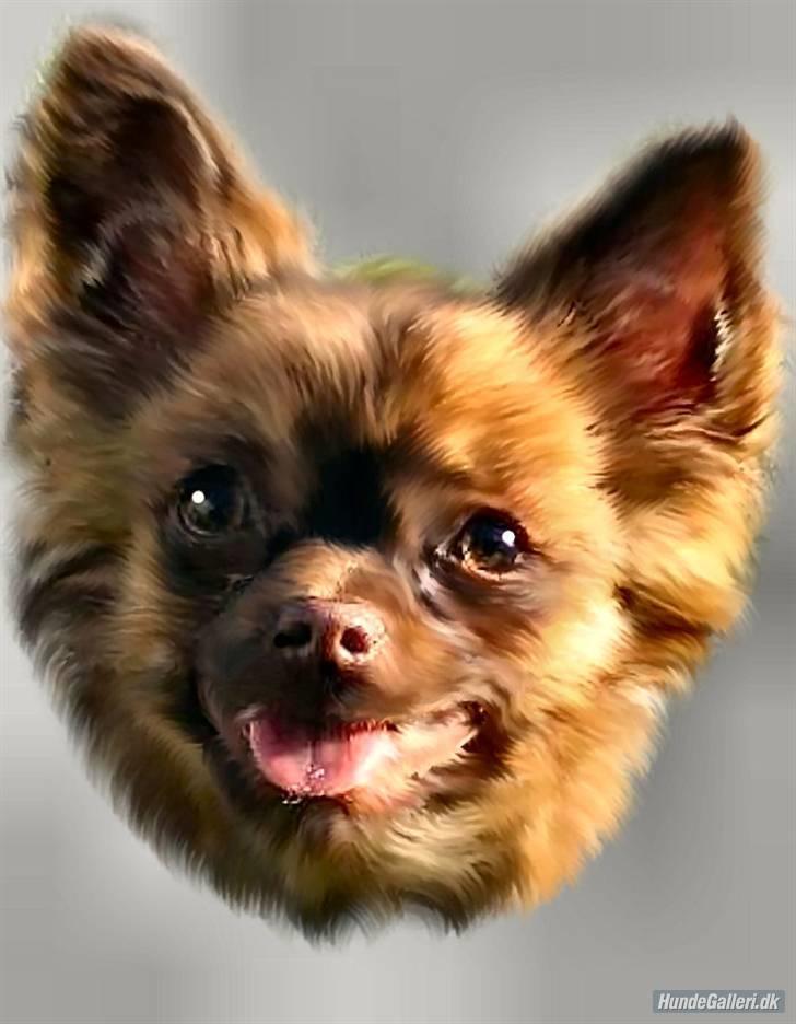 Chihuahua Jessie - lavet af maxie og banditrævens mor. er det ikk flot.. billede 9