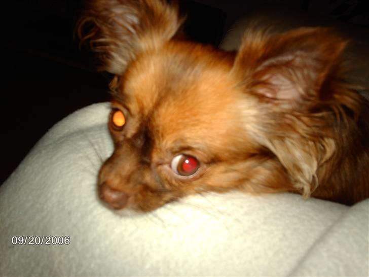 Chihuahua Jessie - den dejlige jessie:o) billede 10