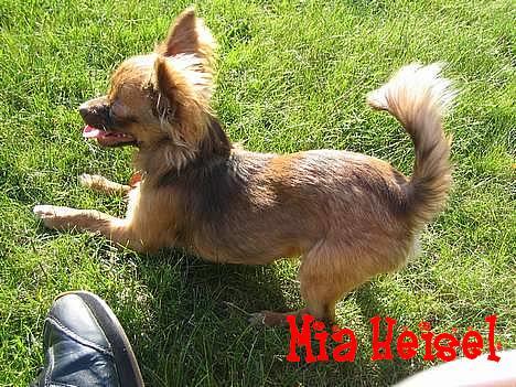 Chihuahua Jessie - Her er jeg helt vild! ;) billede 11