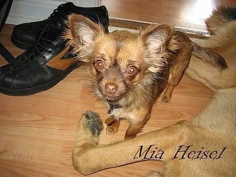 Chihuahua Jessie - Her står jeg sammen med min storebror.. billede 12