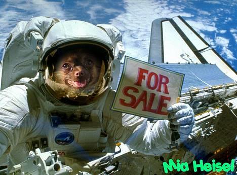 Chihuahua Jessie - nogle som kunne tænke sig at købe jessie´s rumfærge ? ;o) hehe.. billede 13