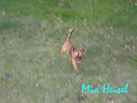 Chihuahua Jessie - Hop hop!!! billede 14