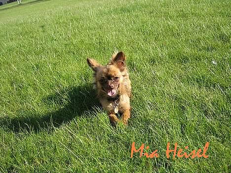 Chihuahua Jessie - mmm dejlig sol:) billede 15