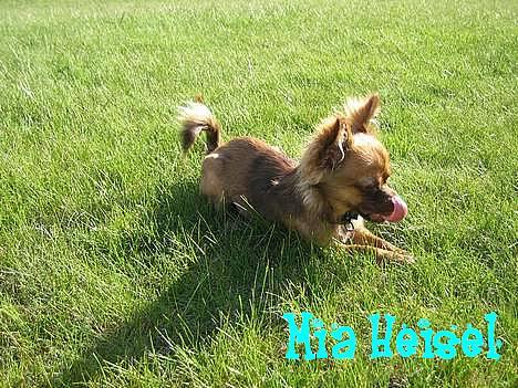 Chihuahua Jessie - godt og ligge ude i solen:) billede 16