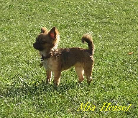 Chihuahua Jessie - stadig ude i solen.. billede 17