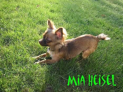 Chihuahua Jessie - lidt legesyg igen igen igen.. billede 18