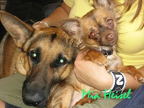 Chihuahua Jessie - mig og min storebror terkel.. han er også herinde:) billede 19