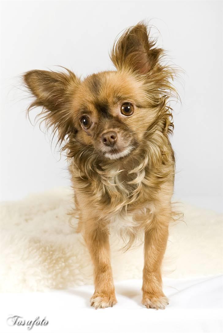 Chihuahua Jessie - smukke jessie billede 20