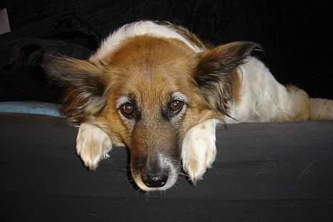 Blanding af racer Fif - 12. maj 2005: *Suk... Hvad hulen skal jeg lave!* billede 19