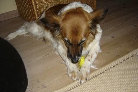 Blanding af racer Fif - "Fiiii-iiif... Ved du hvor Pip-hans blev af? Hans bur er tomt og... Er det en fjer du har i munden???" billede 20