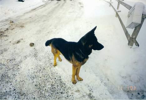Schæferhund Bjørn billede 10