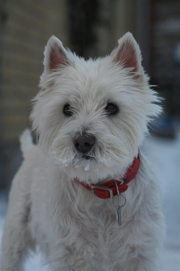 West highland white terrier Aira Robeerto "Berto".Min stjerne<3 - berto den 3 dec 2010... billede 14