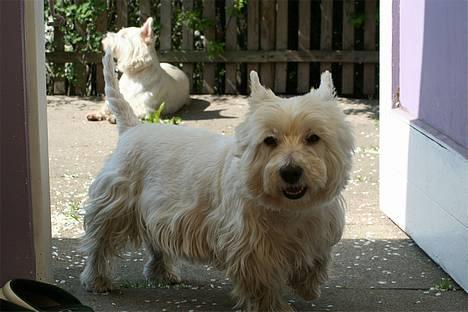 West highland white terrier Aira Robeerto "Berto".Min stjerne<3 - dejlige dreng... d.10.05.06... billede 15