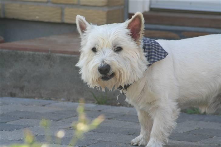 West highland white terrier Aira Robeerto "Berto".Min stjerne<3 - d.24.8... jeg kan også smile... billede 16