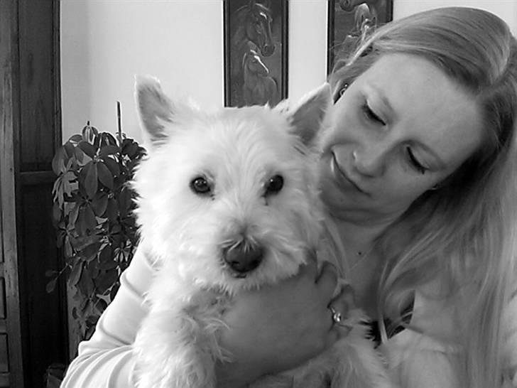 West highland white terrier Aira Robeerto "Berto".Min stjerne<3 - mig og berto d.5.3.10... billede 17