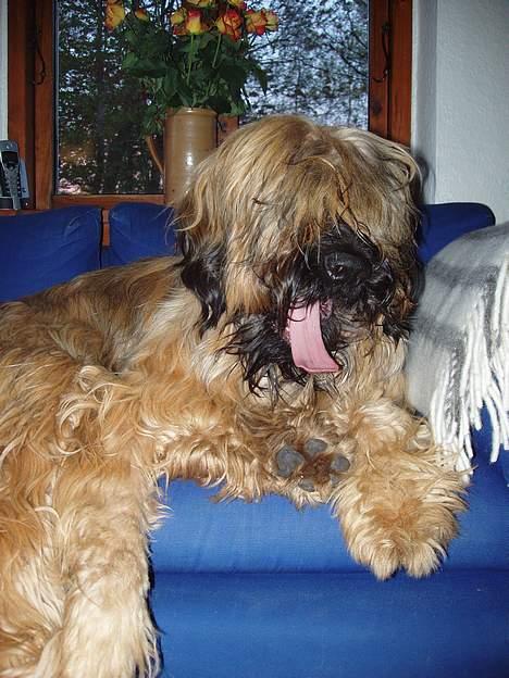Briard Carla Maxima - Mon de ikke snart fatter at sofaen er MIN !!! - knap 1 år gammel billede 15
