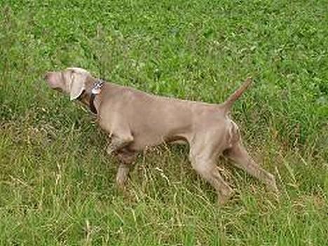 Weimaraner HOT SHOOT´S DITTO HD-A - DITTOS TYSKE "MAND" Golo HD-A - fra Tyskland - fuldbrugsprøvepræmieret bla billede 18