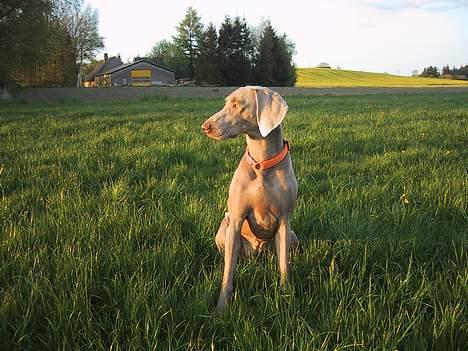 Weimaraner HOT SHOOT´S DITTO HD-A - Lidt træning bliver det da til billede 19