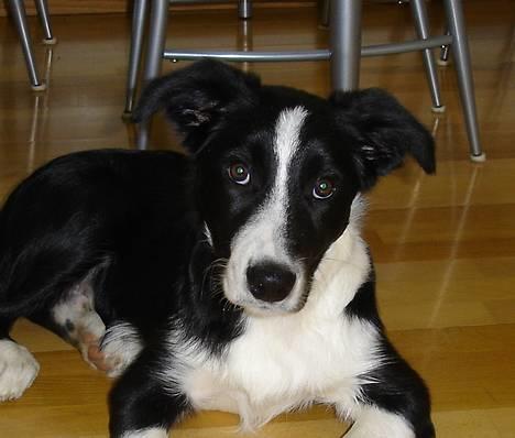 Border collie Bobo billede 3