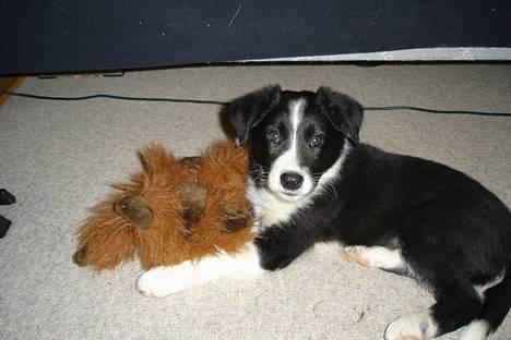 Border collie Bobo - Se mit nye legedyr billede 4