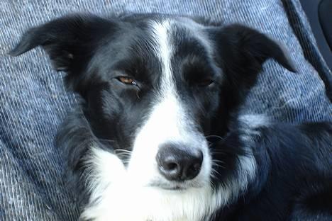 Border collie Bobo - Mooor jeg vil have en ny og større seng billede 5