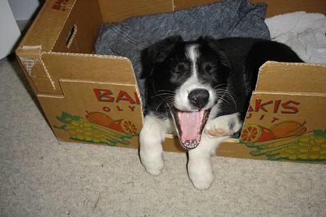Border collie Bobo - Men man sover nu alligevel meget godt i den lille seng billede 6