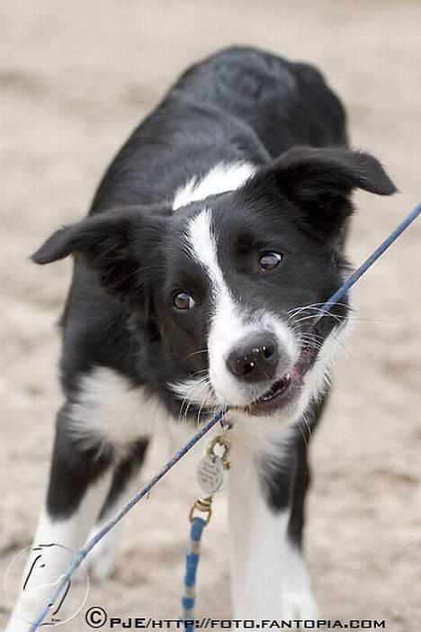 Border collie Bobo billede 7