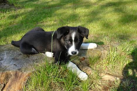 Border collie Bobo - Hejsa i kan tro jeg hygger mig... billede 8