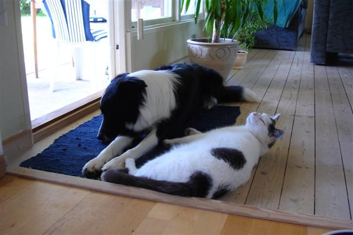 Border collie Bobo - Jeg prøver virkelig at blive gode venner med Basse billede 9