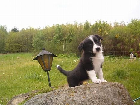 Border collie Bobo - Er jeg ikke bare lækker smækker? billede 11