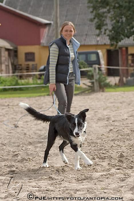 Border collie Bobo billede 13