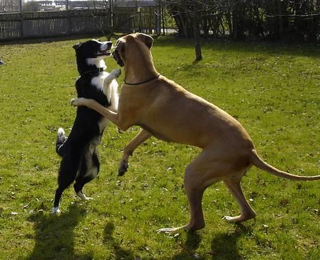 Border collie Bobo billede 14