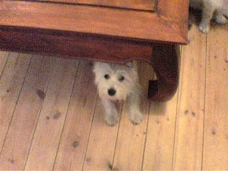 West highland white terrier Nanna - heeeej jeg sidder lige her nede og kikker ik? billede 1