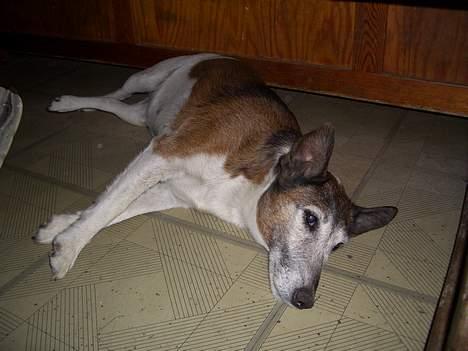 Glathåret foxterrier molly<3 (R.I.P) 28 dec billede 7