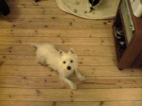 West highland white terrier Nanna - se lige mig. billede 3