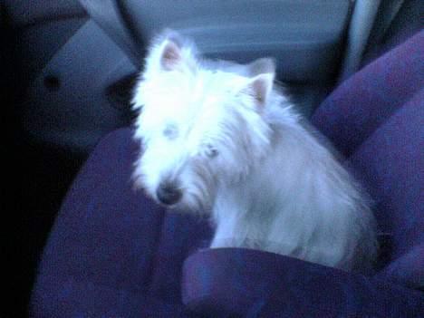 West highland white terrier Nanna - det er ok og køre bil, hvis jeg må sidder her på forsætet og kikke ud af vinduet. billede 4