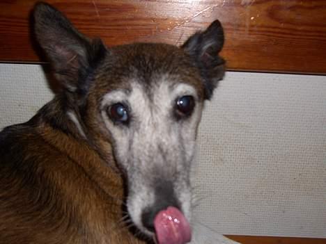 Glathåret foxterrier molly<3 (R.I.P) 28 dec billede 8