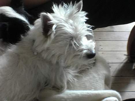 West highland white terrier Nanna - ulet pels billede 5