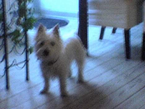 West highland white terrier Nanna - lille skid billede 6