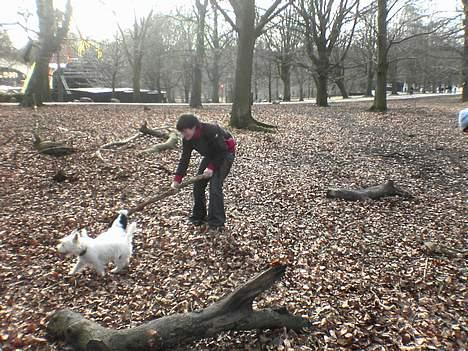 West highland white terrier Nanna - i skoven med min bror billede 7