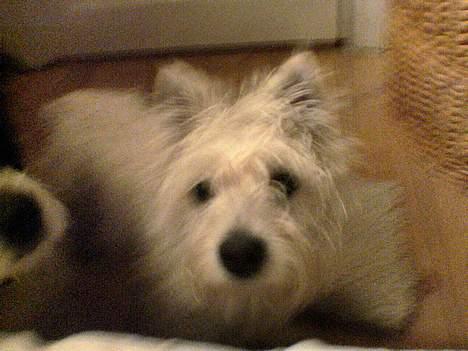 West highland white terrier Nanna - hej billede 8
