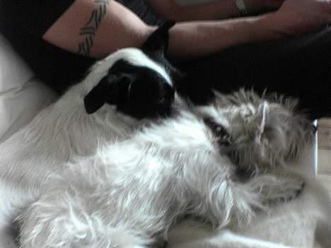 West highland white terrier Nanna - sover lige lidt med min bror billede 9